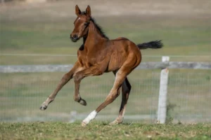 American Pharoah x Namurian Sunset, Filly_AM