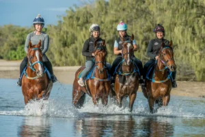 Amish Boy, Explosive Jack, Lets Karaka Deel & Southern France