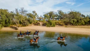 Amish Boy, Lord Belvedere, Explosive Jack, Lets Karaka Deel, Southern France