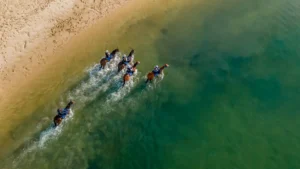 Amish Boy, Lord Belvedere, Explosive Jack, Lets Karaka Deel, Southern France