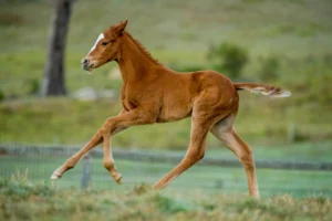 Anders x Reggenza, Colt