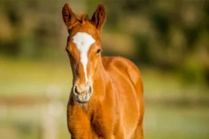 Anders x Reggenza, Colt_26-09-22