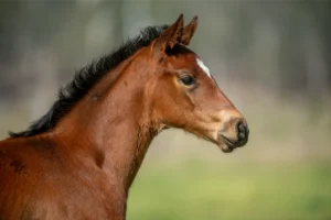 Anders x Temptress, Warrandale Stud