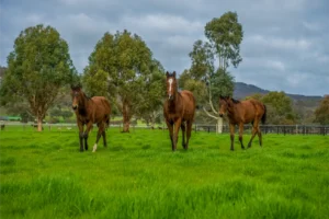 Blue Gum, General, Farm, Weanlings