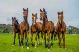 Blue Gum, General, Farm, Weanlings