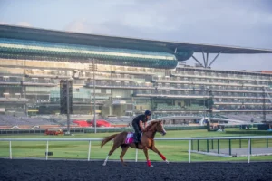 Meydan, Trackwork, King Rubi
